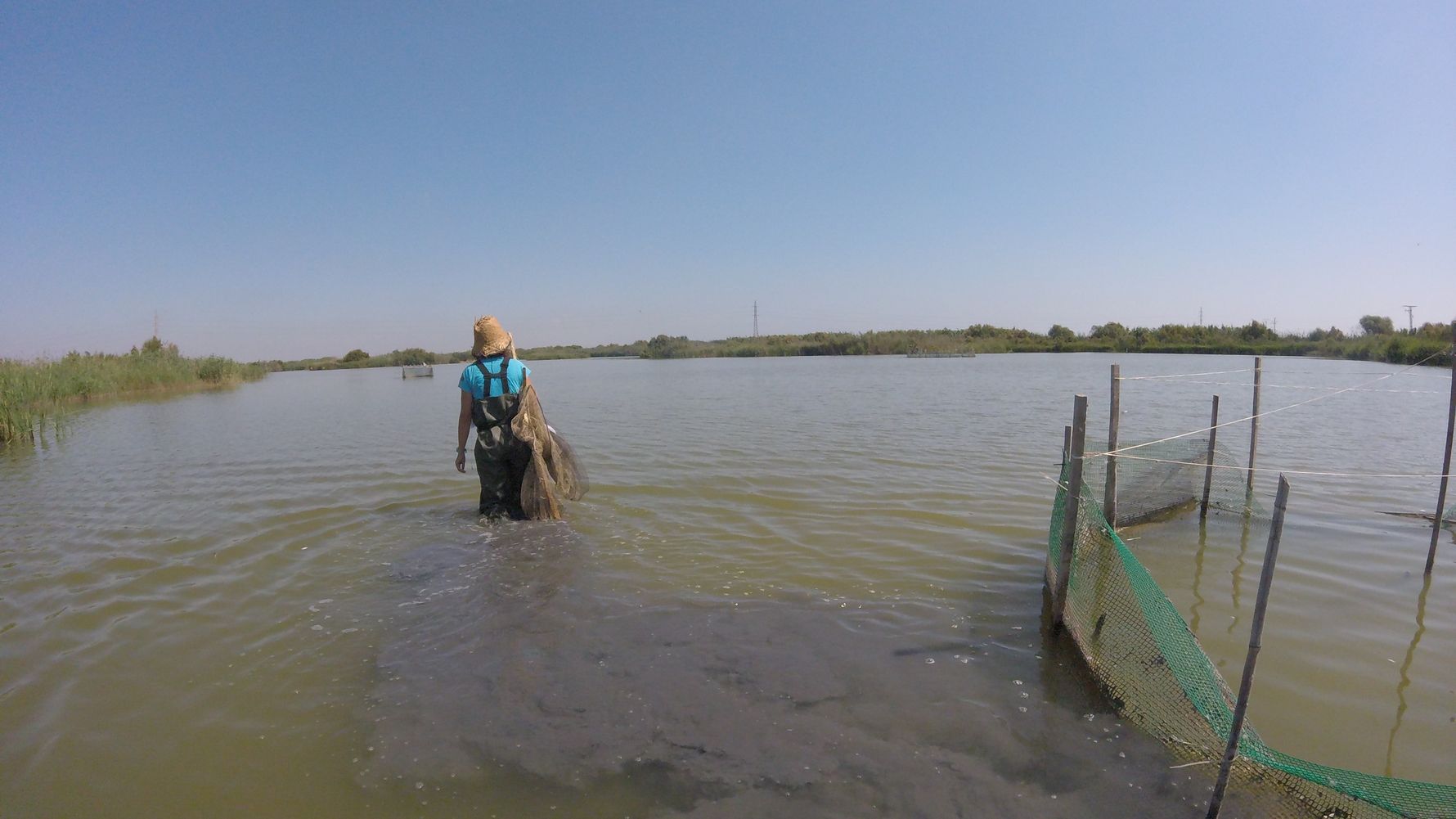 Naturschutz in Spanien: Ein freiwilliger Helfer bei der Arbiet in einem See