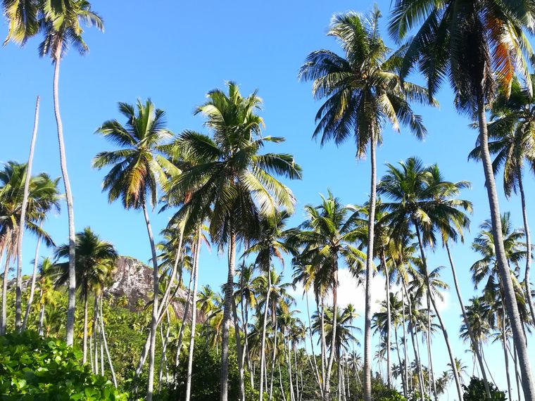 erfahrungsberichte-freiwilligenarbeit-seychellen-north-island-milena-palmen