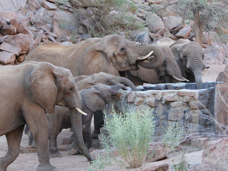 Artenschutz in Afrika: Elefanten trinken an einem errichteten Wasserauffangbecken