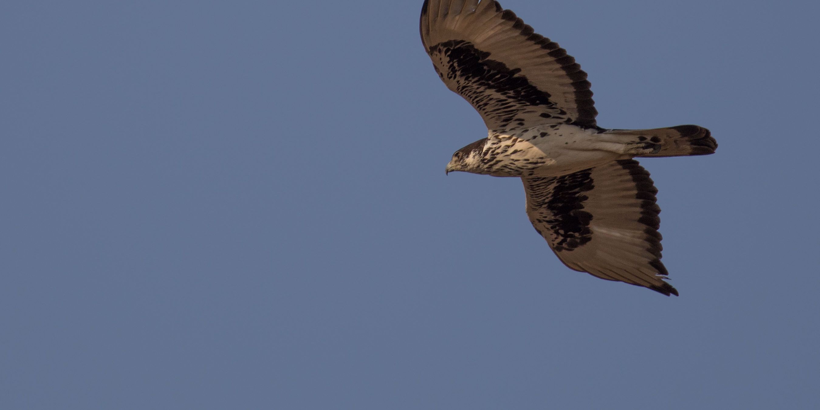 Nahaufnahme Habichtsadler im Flug von unten fotografiert