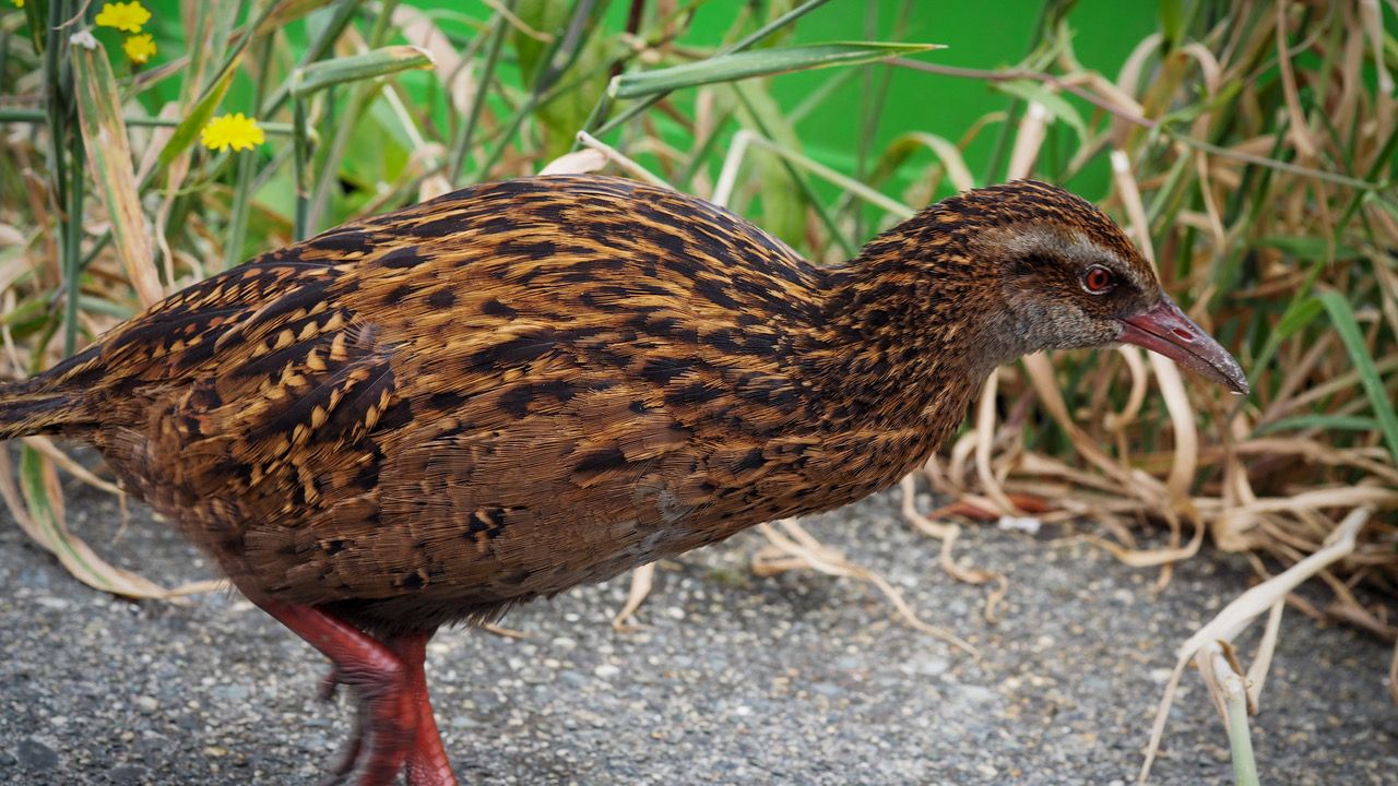 erfahrungsbericht-freiwilligenarbeit-naturschutz-neuseeland-nancy-vogelwelt-natucate