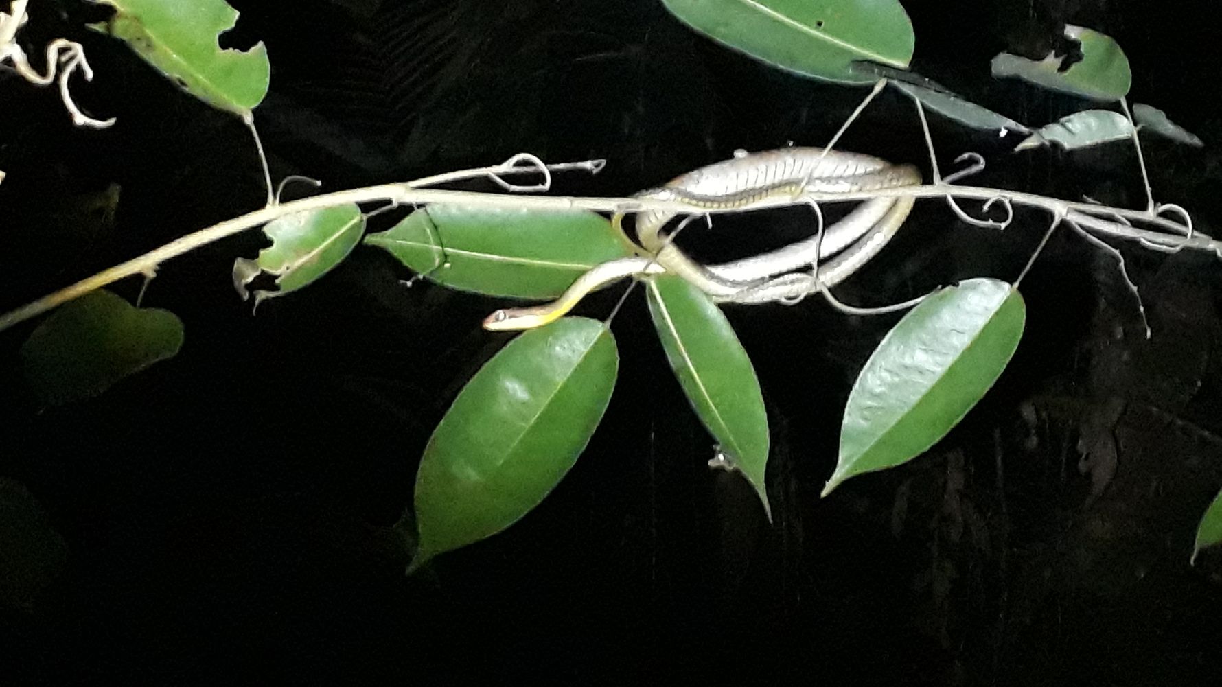 freiwilligendienst-erfahrungsbericht-peru-mira-grafe-nacht-blatter