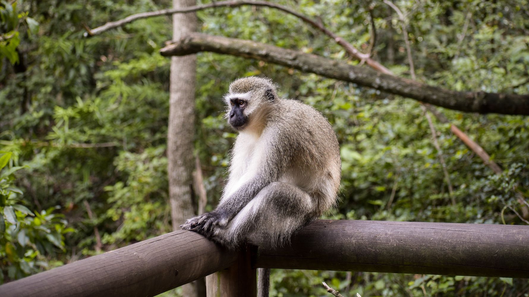 Monkey, Plettenberg Bay