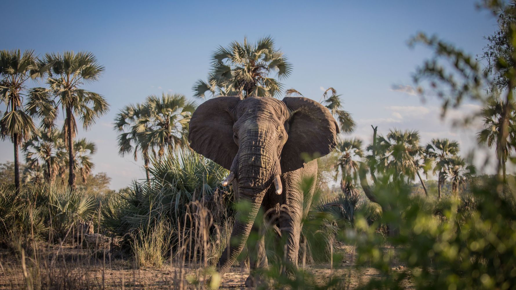 erfahrungsberichte-suedliches-afrika-fgl1-rangerausbildung-elefant-natucate