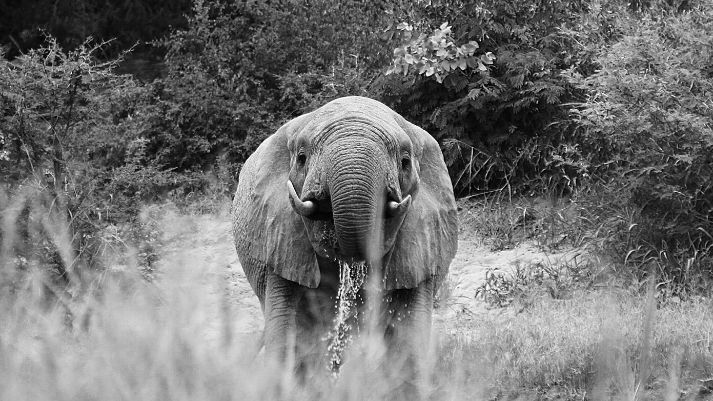 erfahrungsberichte-suedliches-afrika-pfg-rangerausbildung-kundenfotos-elefant-schwarzweiss-natucate