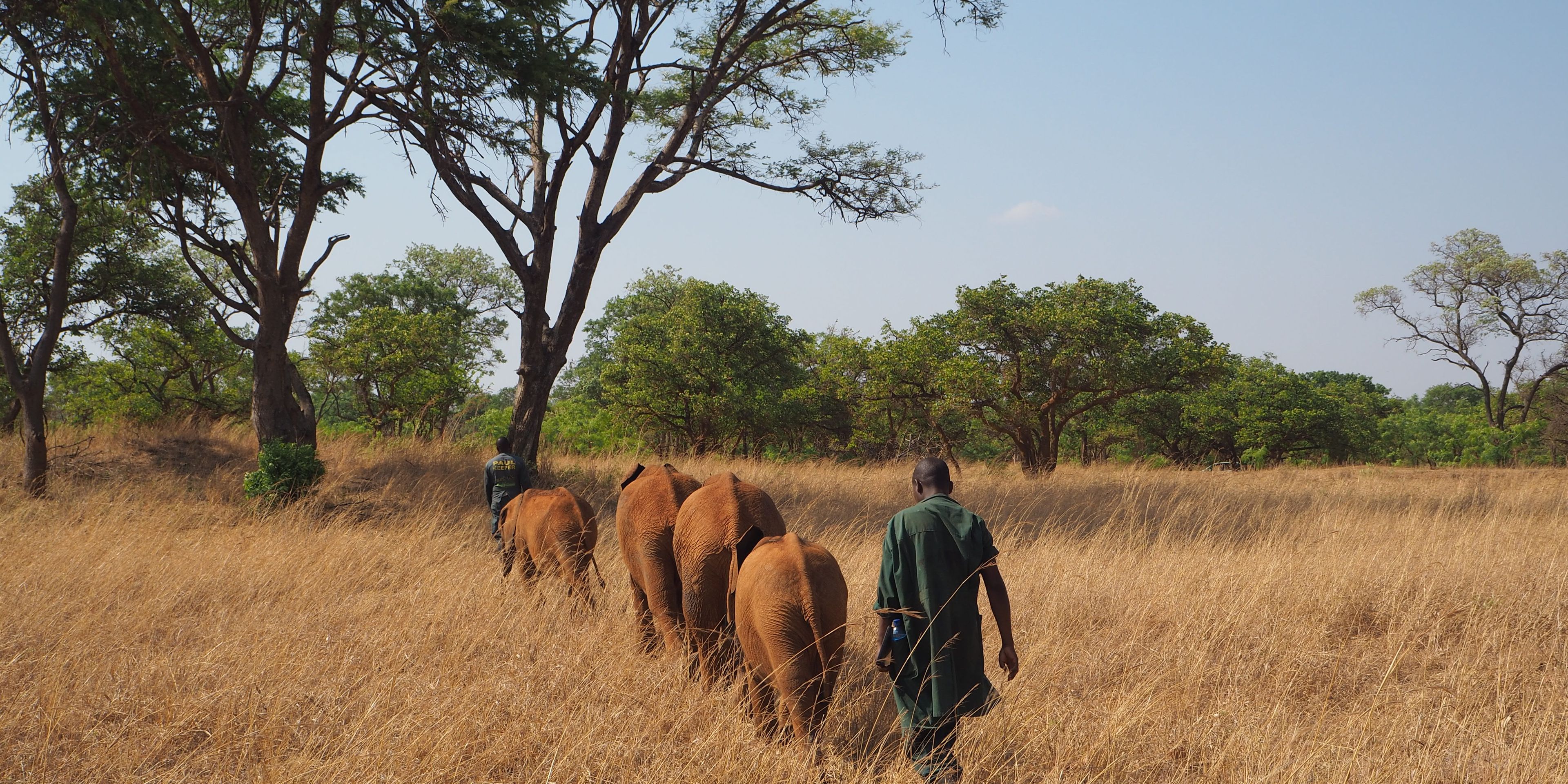 sabbatical-namibia-sambia-elefantenschutz-elefanten-kafue-natucate