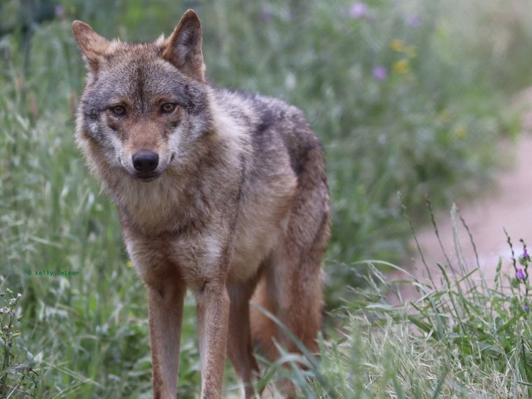 Aufnahme eines Iberischen Wolfs auf dem Gelaende des Wolfsschutzprojekts in Portugals Distrikt Lissabon