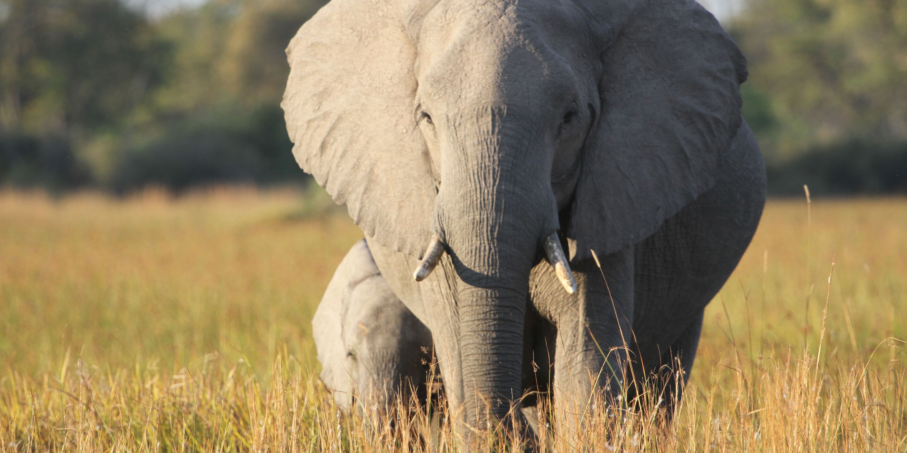 safari-botswana-zu-fuss-durchs-okavango-delta-elefanten