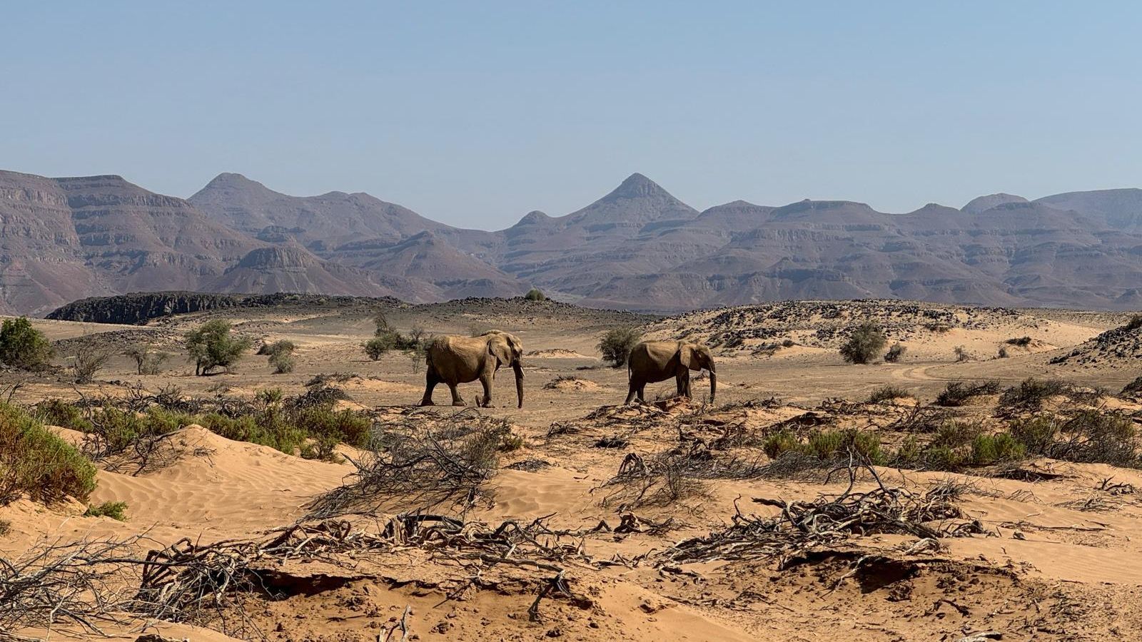 natucate-blog-review-namibia-loretta-hans-two-elephants