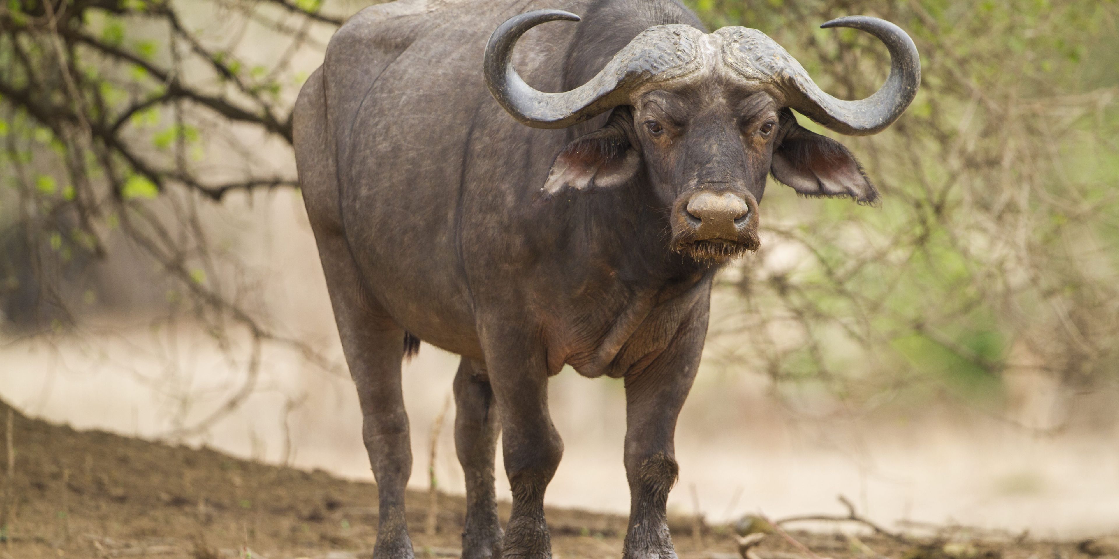 botswana-safari-adventure-edition-buffalo