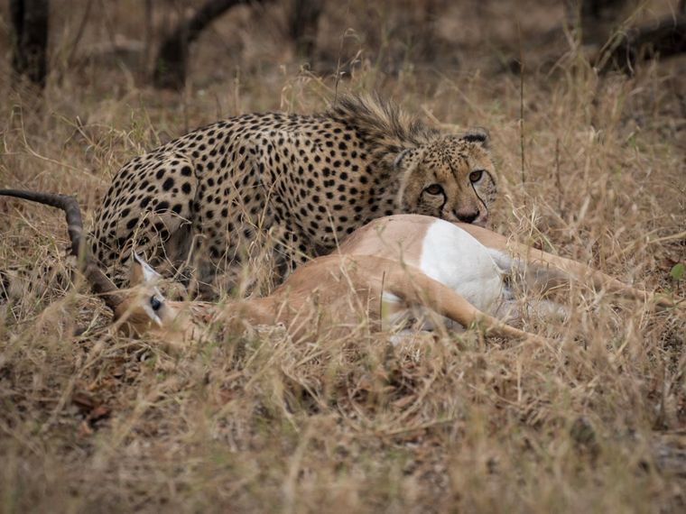 Rangerausbildung: Ein Gepard frisst ein Impala