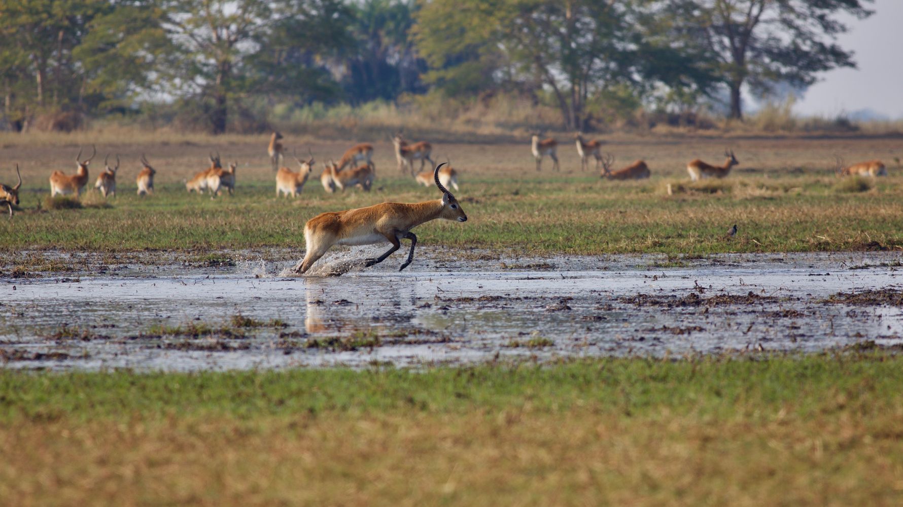blog-ratgeber-sambia-kafue-nationalpark-antilopen-natucate
