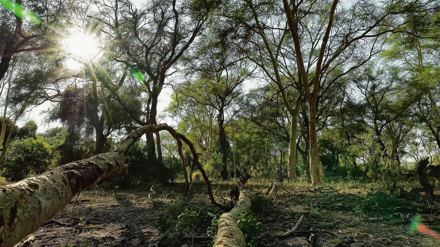 blog-ratgeber-suedafrika-kruger-nationalpark-fever-tree-forest-natucate