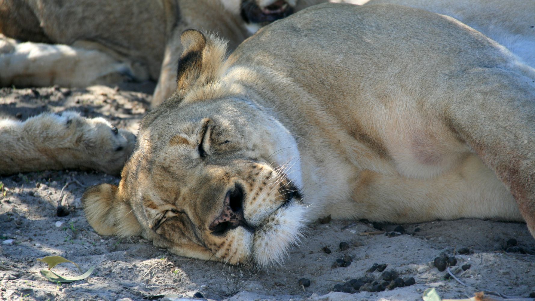 landingpage-safari-namibia-loewe