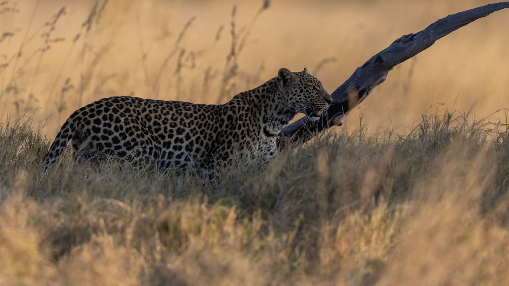 landingpage-auslandsjahr-afrika-leopard-natucate