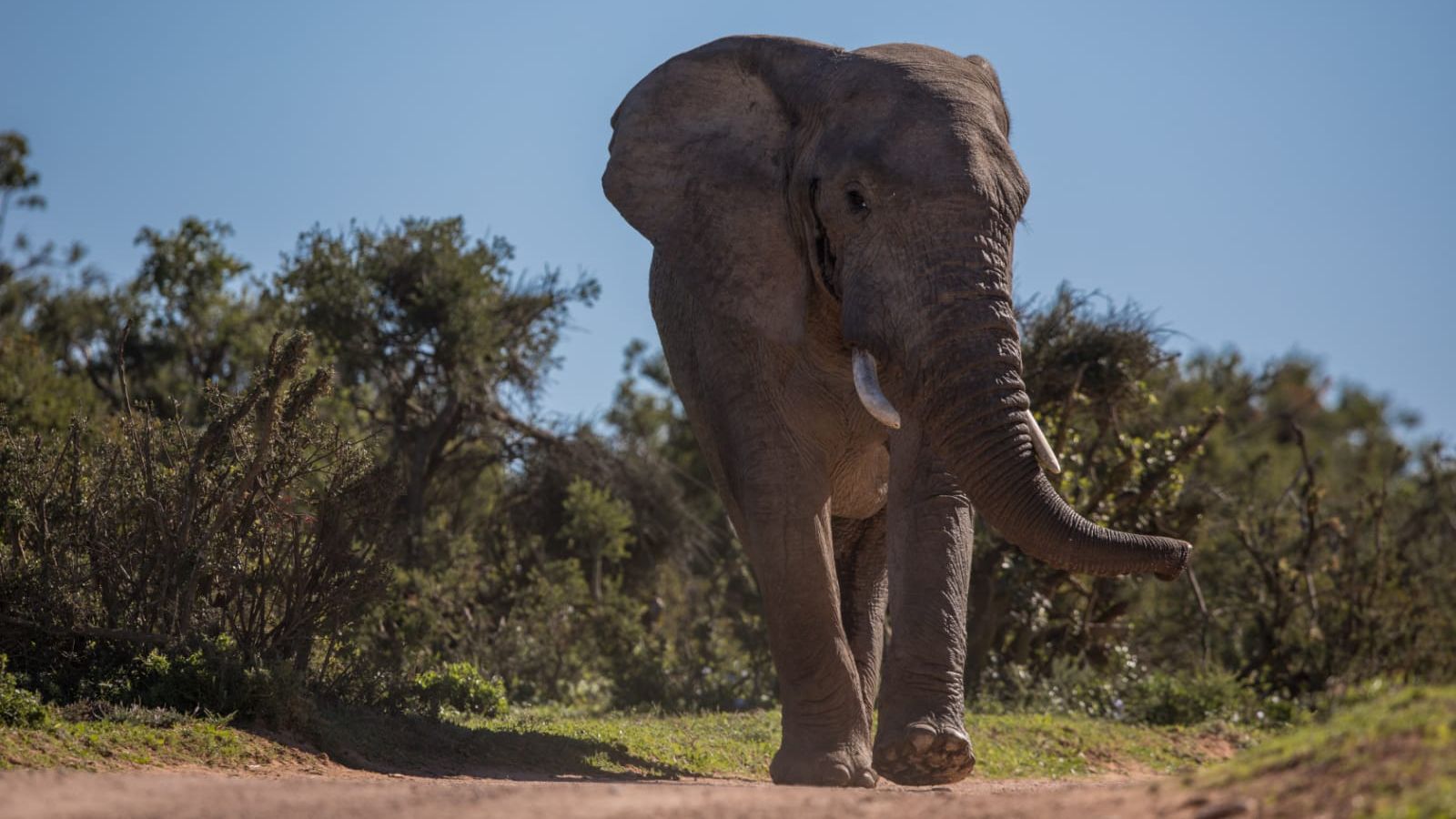 Elefant in Suedafrikas Addo Elephant National Park