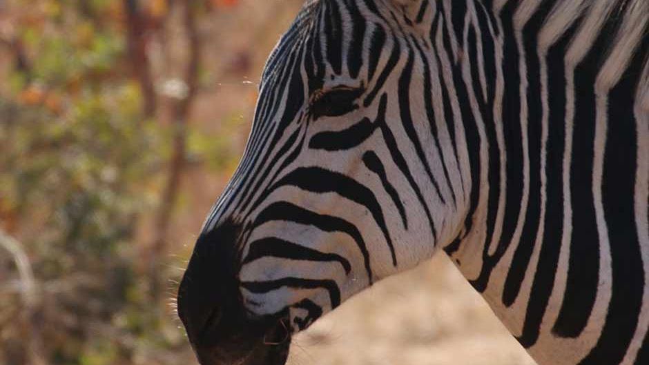 erfahrungsbericht-zimbabwe-rangerausbildung-kundenfotos-zebra-natucate