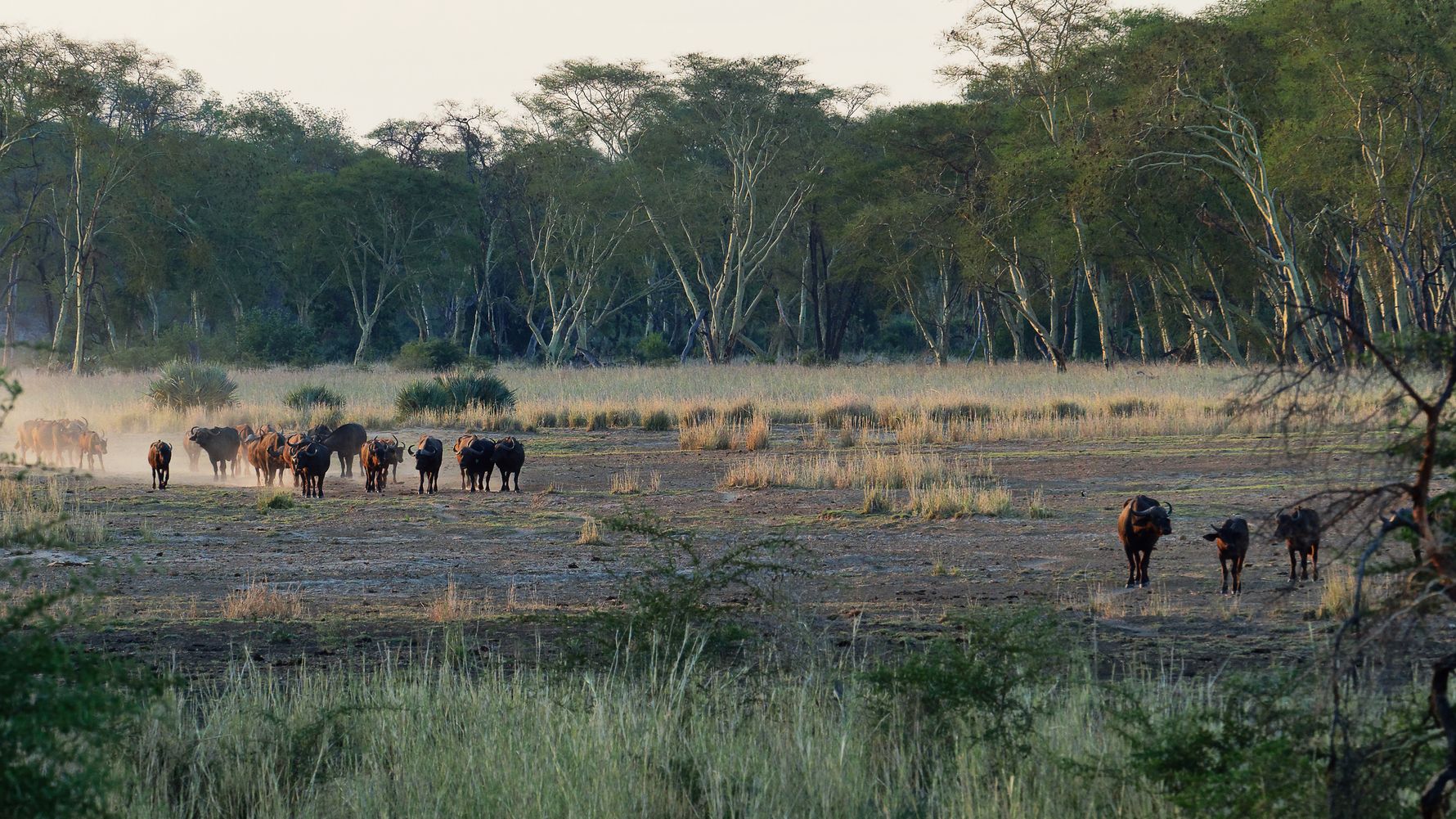 blog-ratgeber-suedafrika-kruger-nationalpark-bueffel-natucate