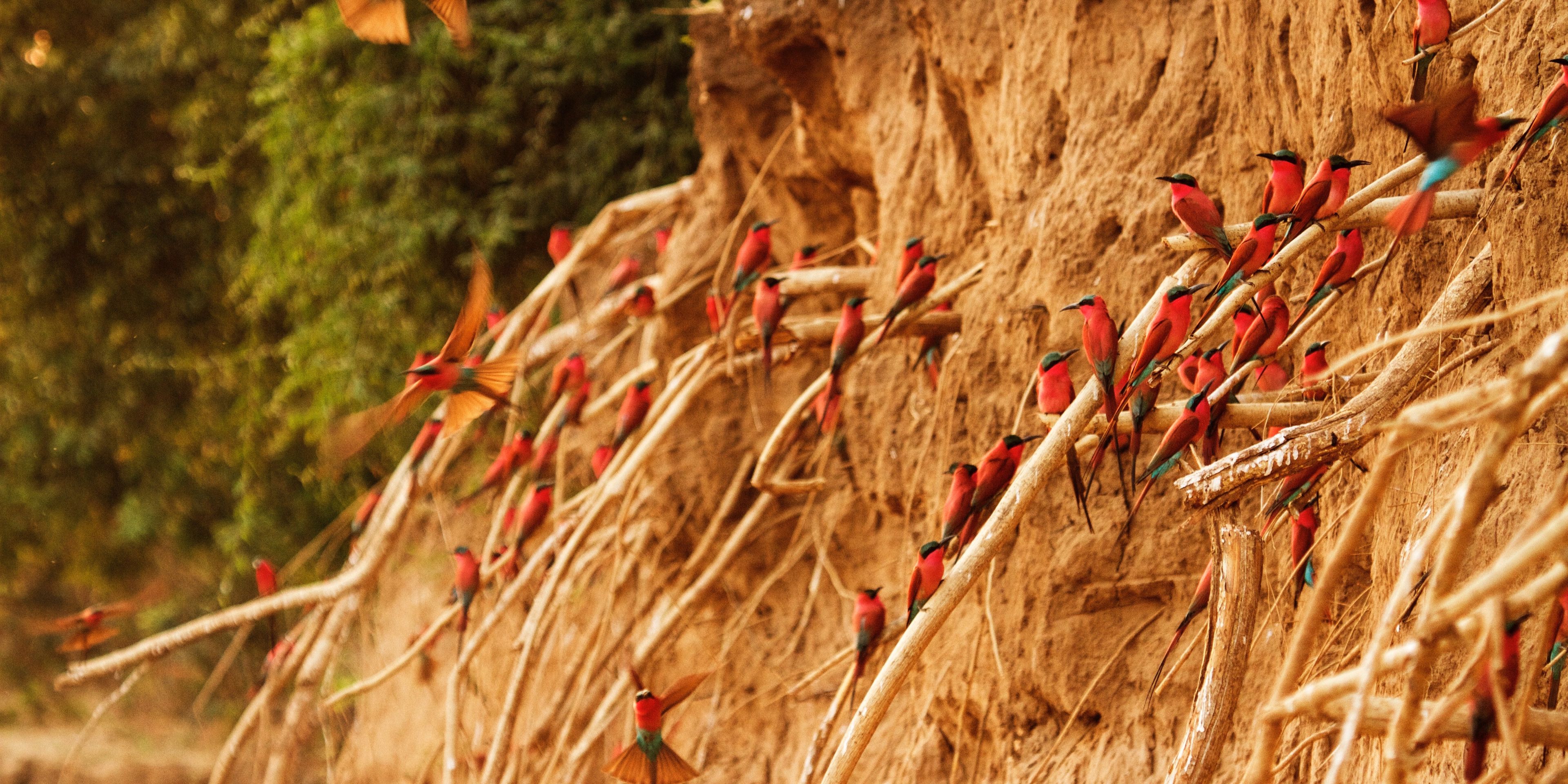 Eine Felswand is voller darin nistenden Scharlachspinte