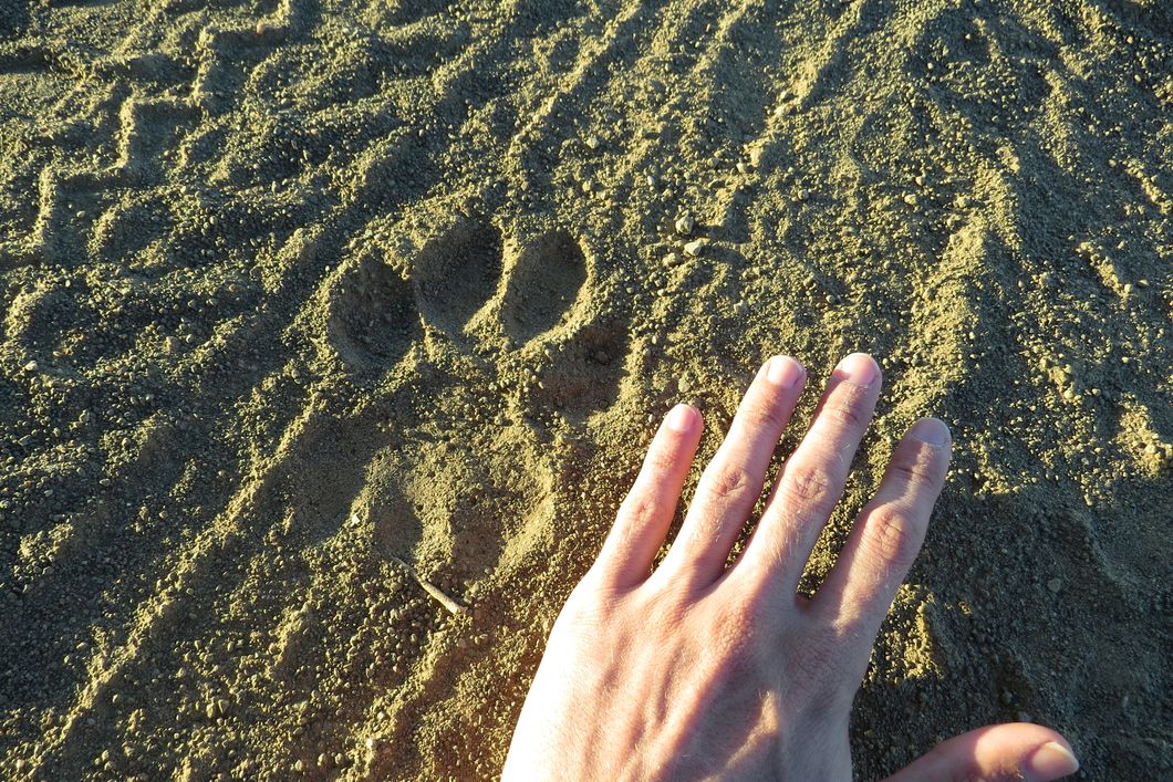 Nahaufnahme eines Pfotenabdrucks im Sand und einer menschlichen Hand zum Groessenvergleich