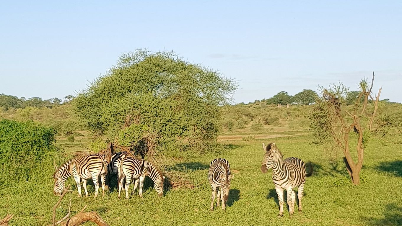 erfahrungsbericht-rangerkurs-field-guide-level-1-suedafrika-marco-zebras-natucate