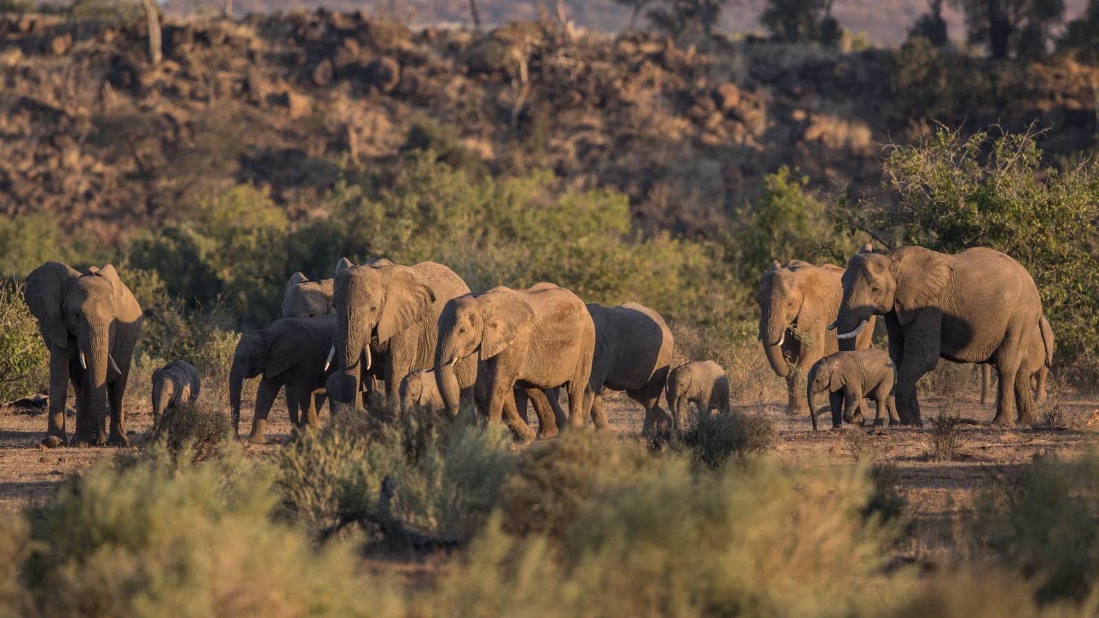 blog-ratgeber-botswana-mashatu-elefanten-natucate