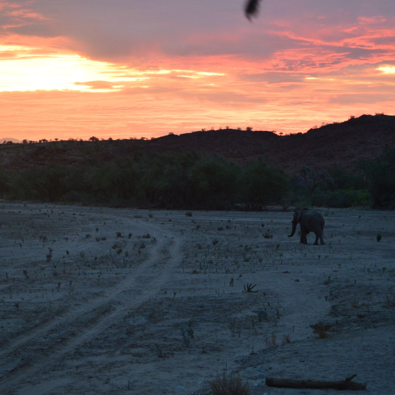 Ein Elefant geht zum Sonnenuntergang durch ein altes Flussbett