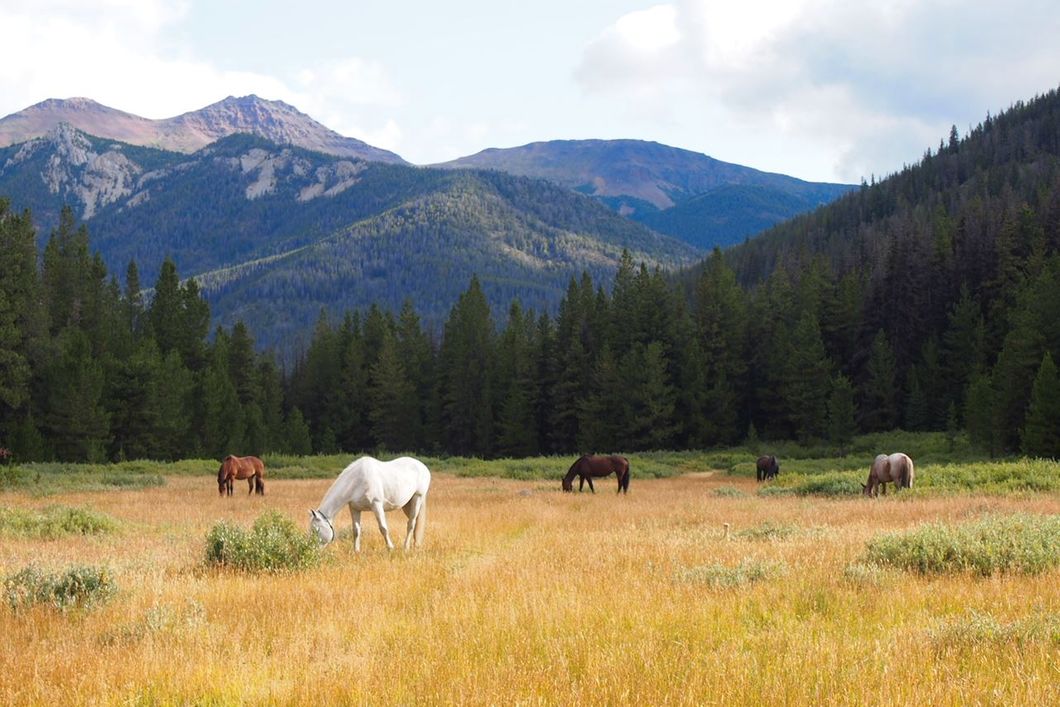 natur-und-rangerkurs-kanada-nordamerika-pferdeguide-advanced-pferde-wiese-natucate