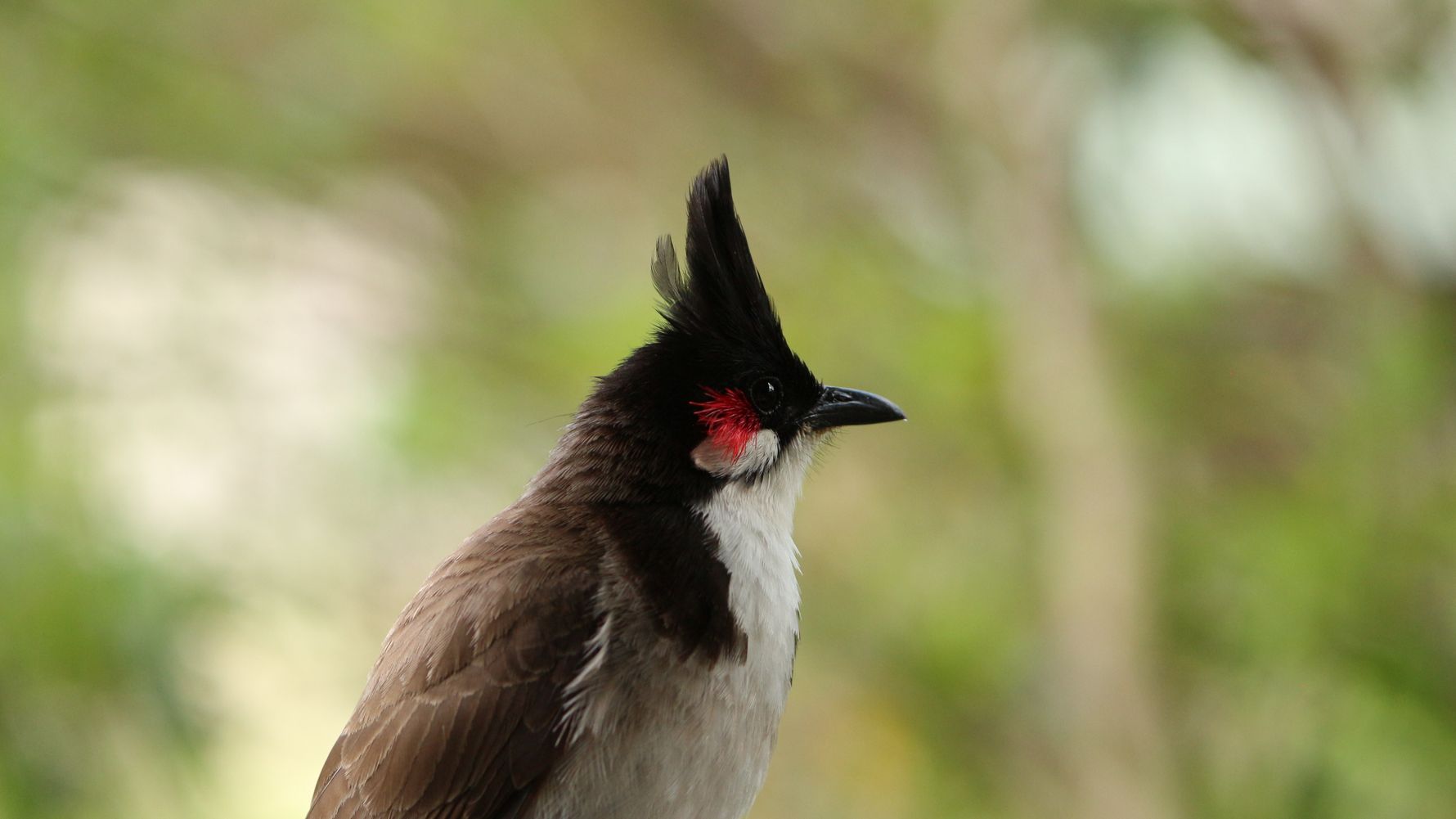 blog-ratgeber-mauritius-kestrel-valley-vogelwelt-natucate