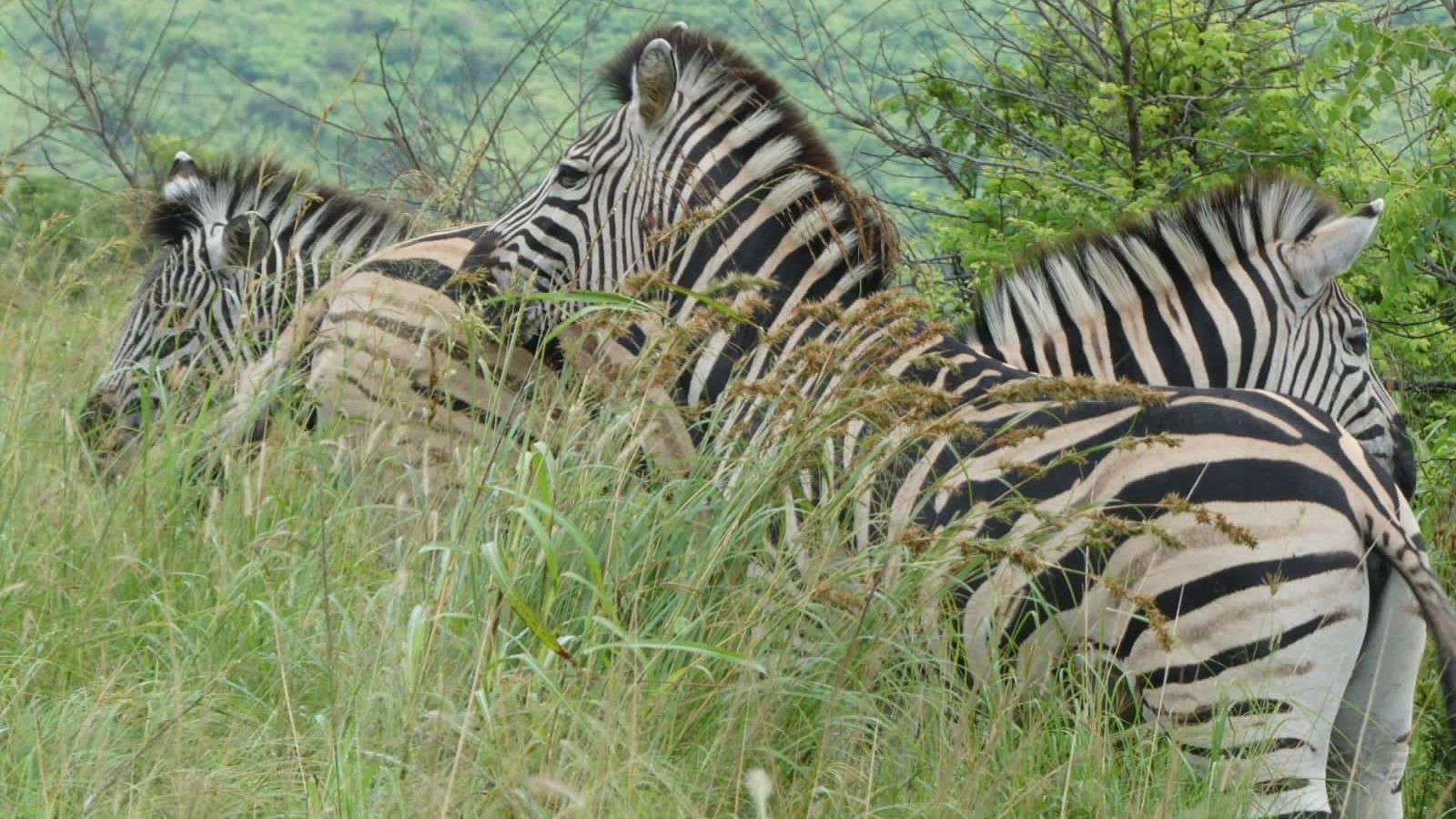 Zwei zebras
