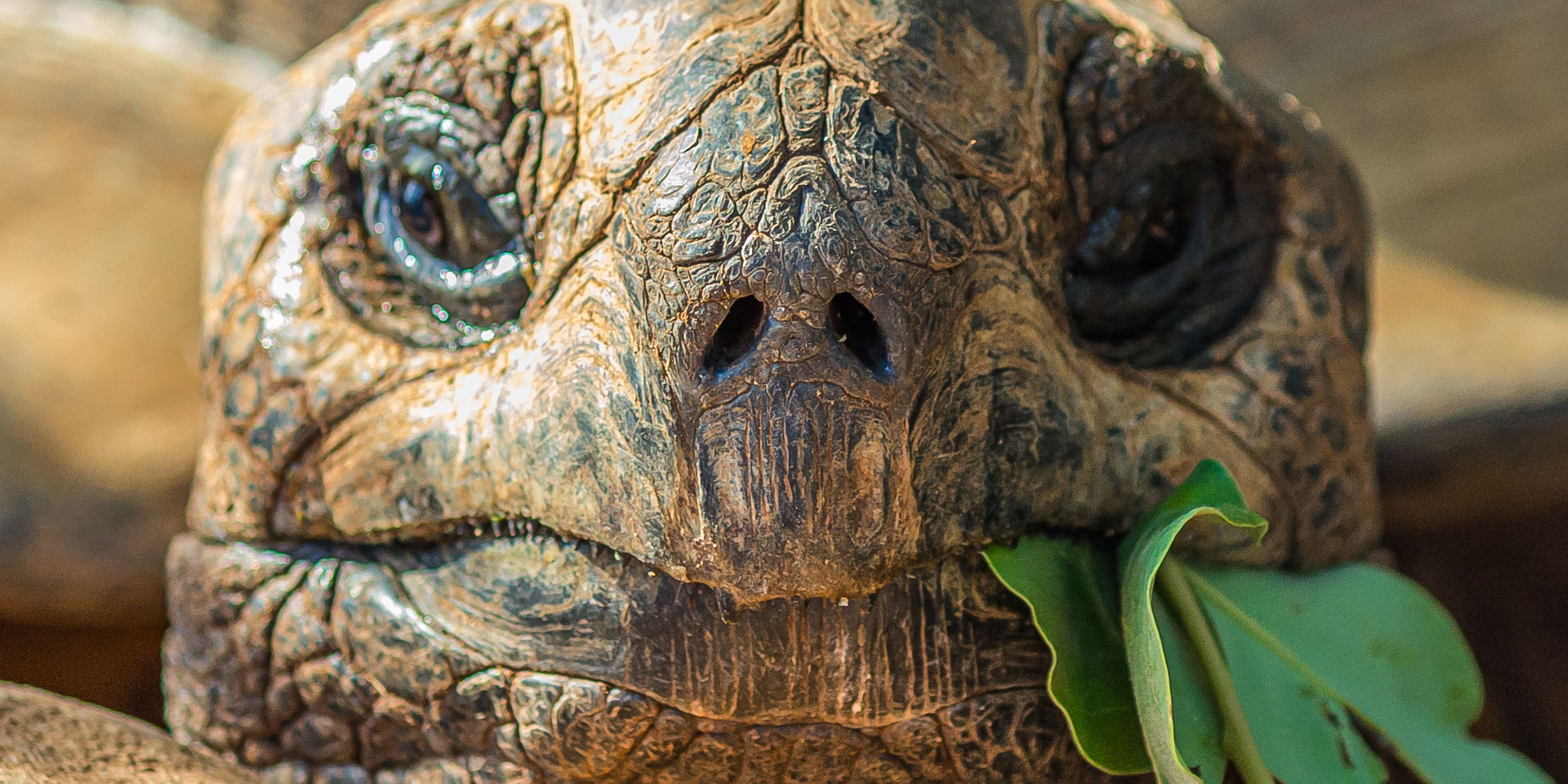 natucate-freiwilligendienst-ecuador-artenschutz-nahaufnahme-riesenschildkrote