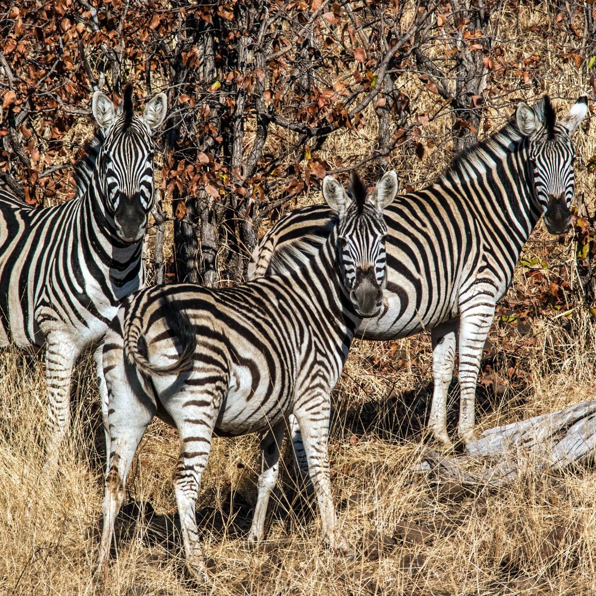 erfahrungsberichte-suedafrika-rangerausbildung-zebra-natucate