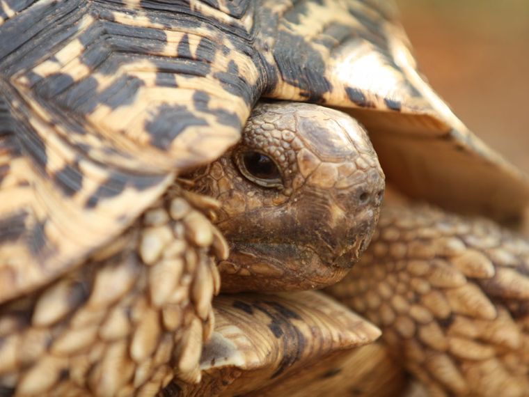 Field-Guide-Ausbildung: Eine Schildkroete versteckt sich in ihrem Panzer