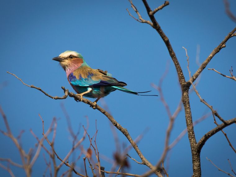 birding-vogelkunde-blog-ornithologie
