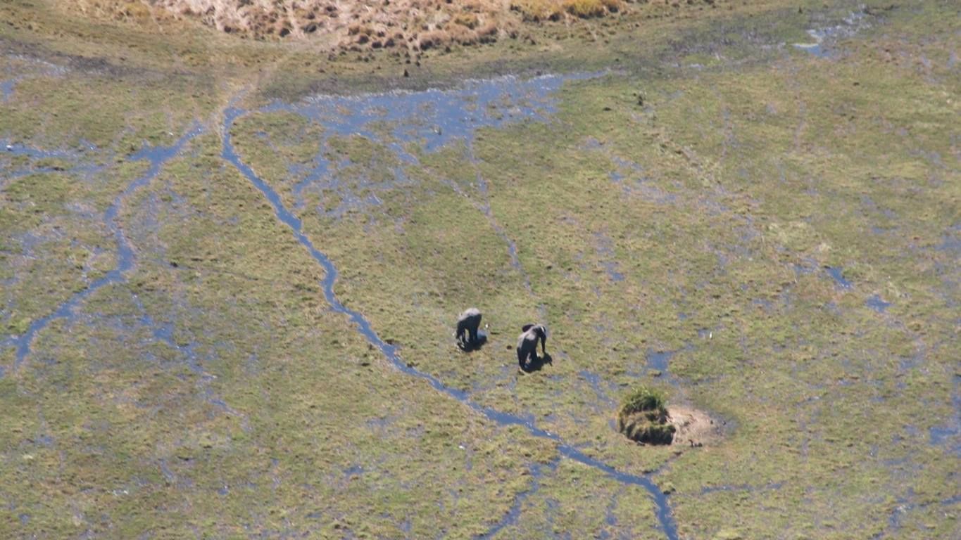 blog-ratgeber-botswana-okavango-delta-luftbild-elefanten-blog-natucate