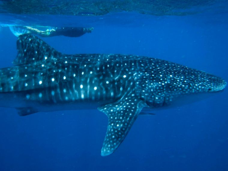 artenschutz-walhai-taucher-strategien-zum-umweltschutz-blog-natucate