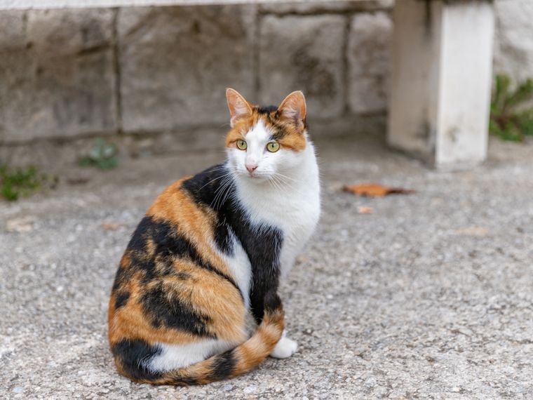 natucate-erfahrungsbericht-griechenland-praktikum-tiermedizin-carolanne