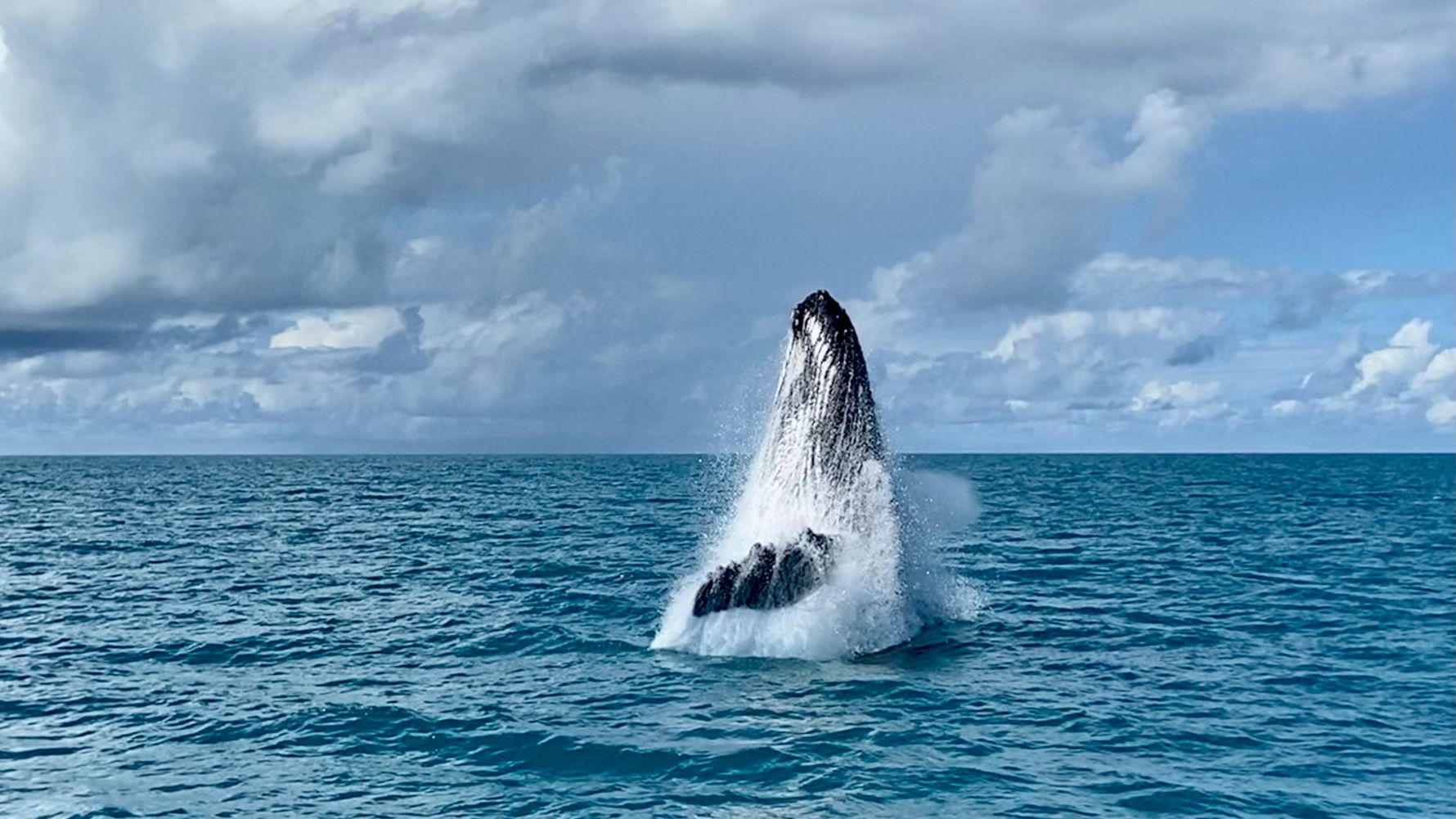 A whale comes to the surface off the coast of Brazil