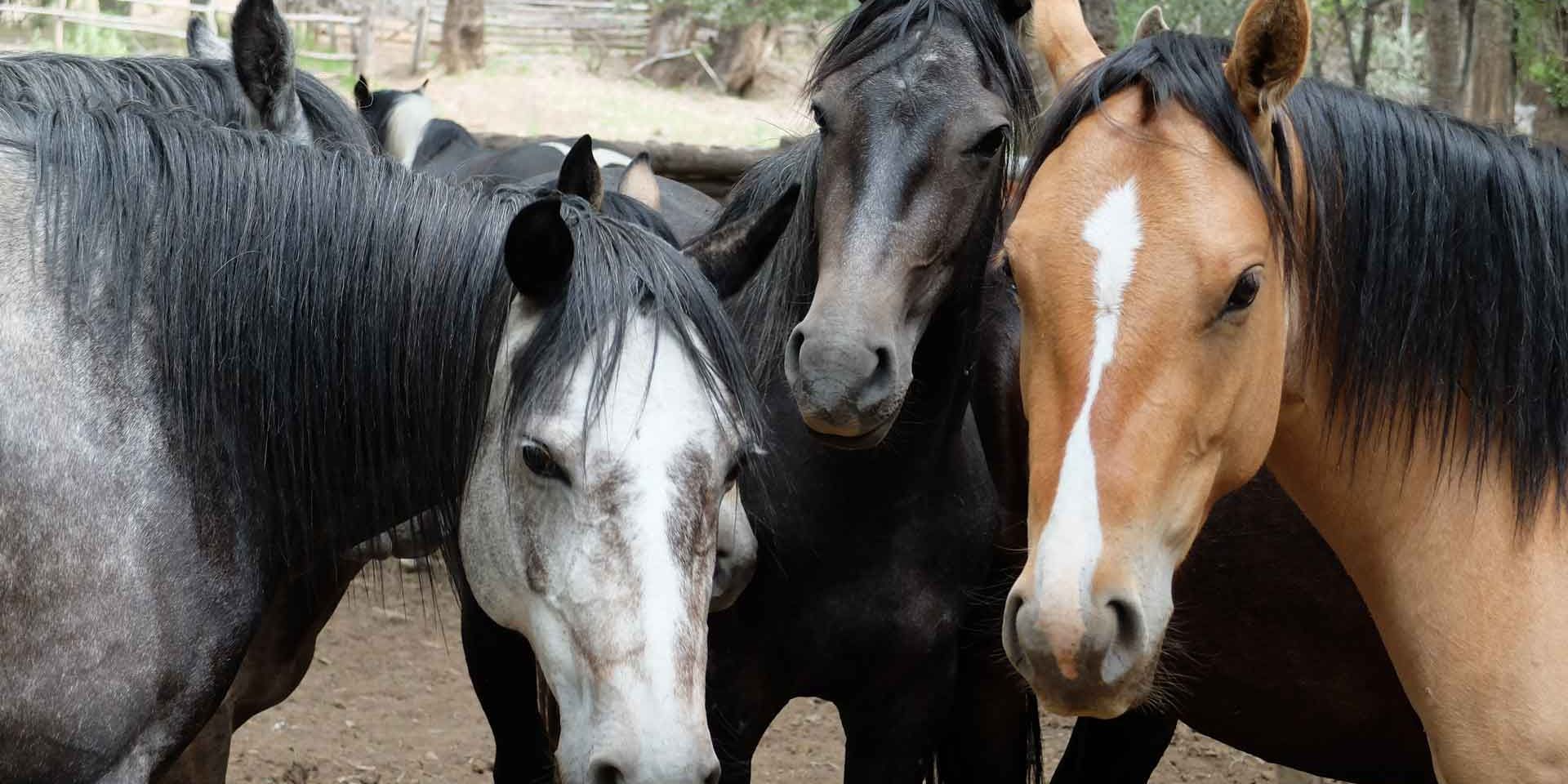 Ein Reiter fuettert sein Pferd im Anschluss an einen Ausritt nahe der Ranch
