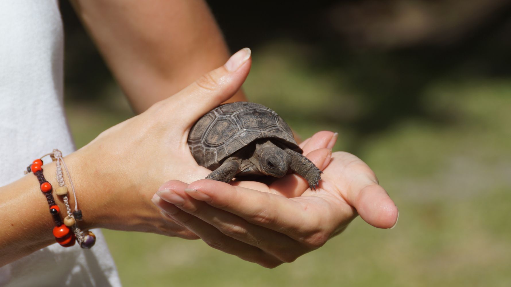 freiwilligenarbeit-seychellen-erfahrungsbericht-artenschutz-kundenfotos-kleine-schildkroete-natucate