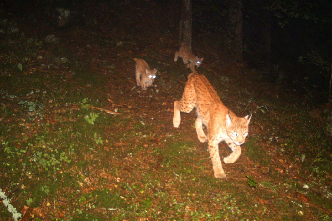 Luchsmutter durchstreift nachts mit ihren zwei Jungtieren einen Wald in der Slowakei