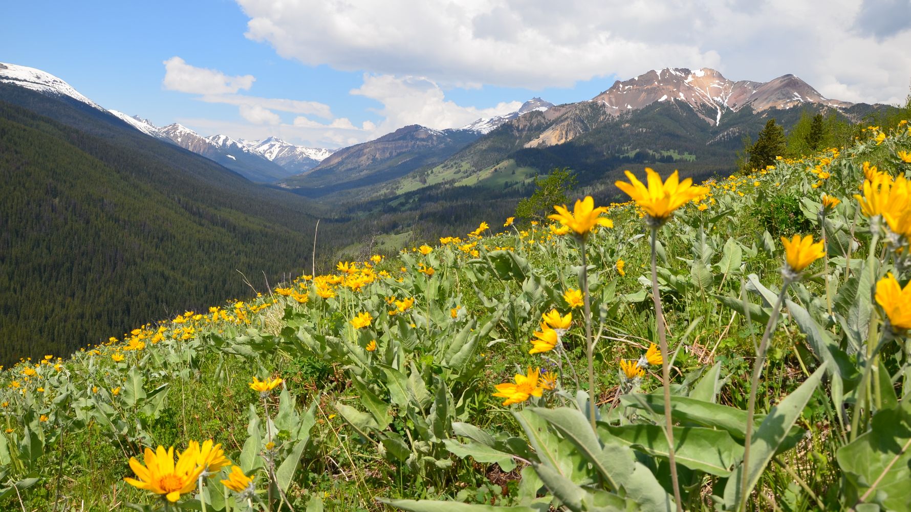 Hiking holiday Canada: Mountain panorama with a wildflower meadow in British Columbia