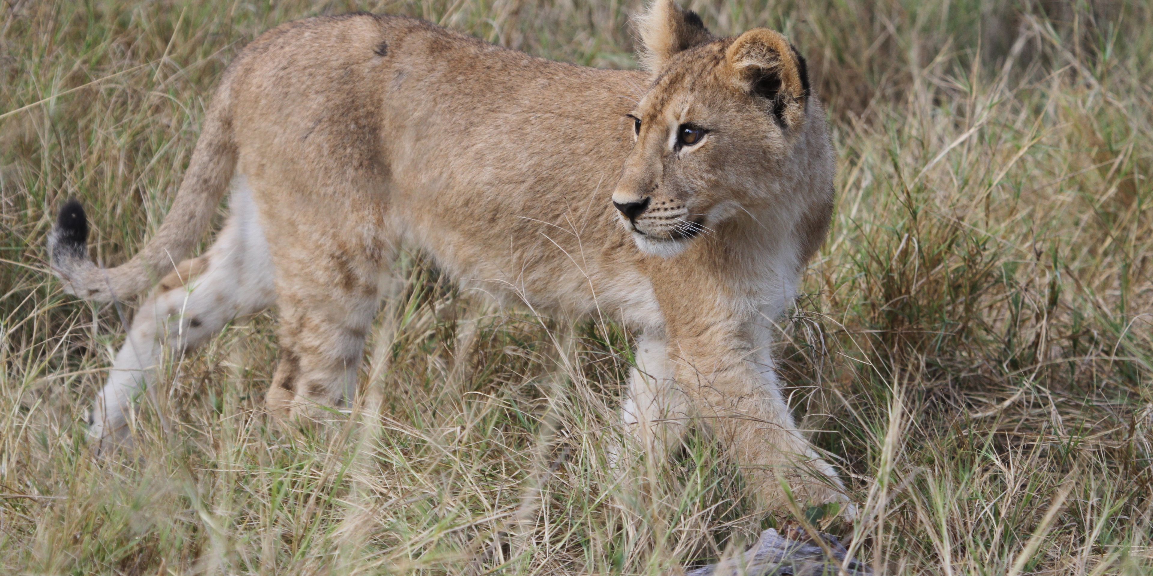 safari-botswana-abenteuer-okavango-delta-junger-loewe