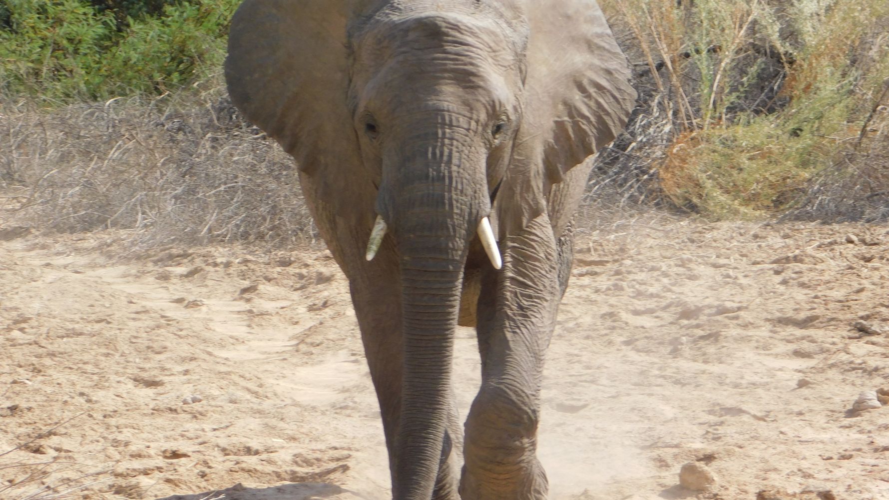 erfahrungsberichte-freiwilligenarbeit-namibia-family-elefant