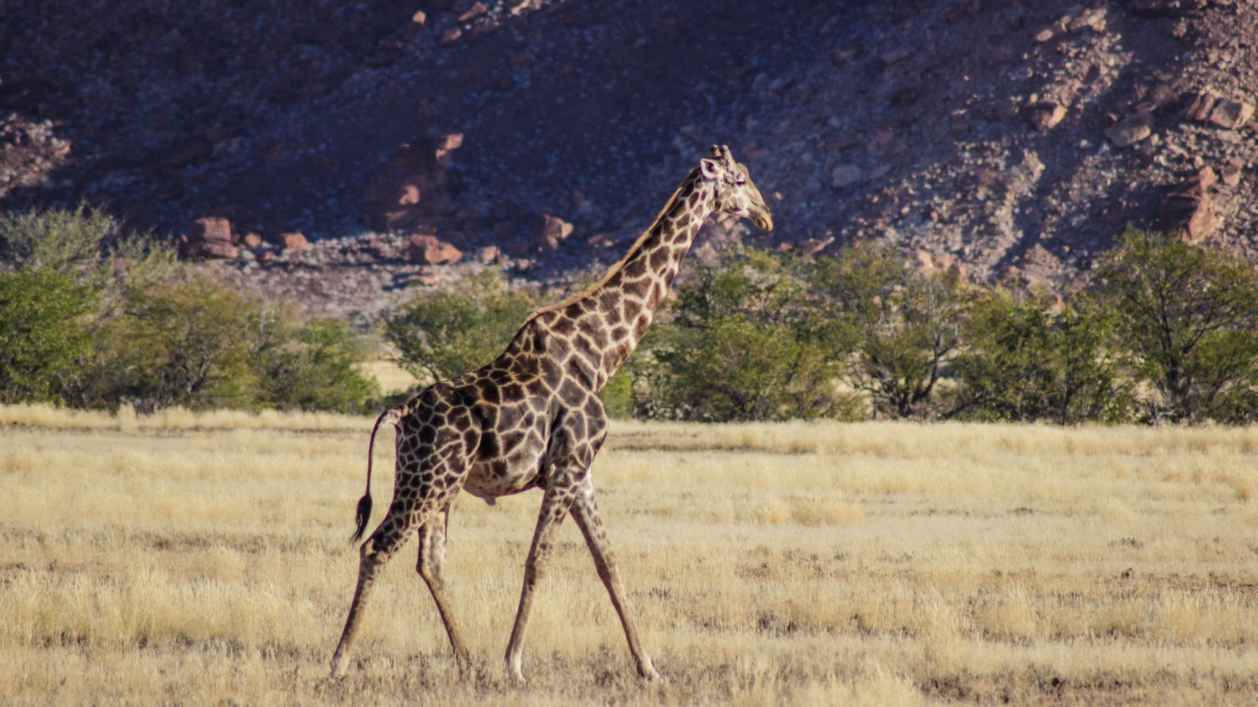 Artenschutz: Eine Giraffe in der afrikanischen Wildnis Namibias