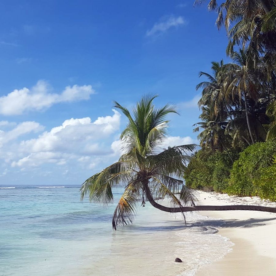 erfahrungsbericht-freiwilligenarbeit-walhaischutz-malediven-sara-palme-natucate