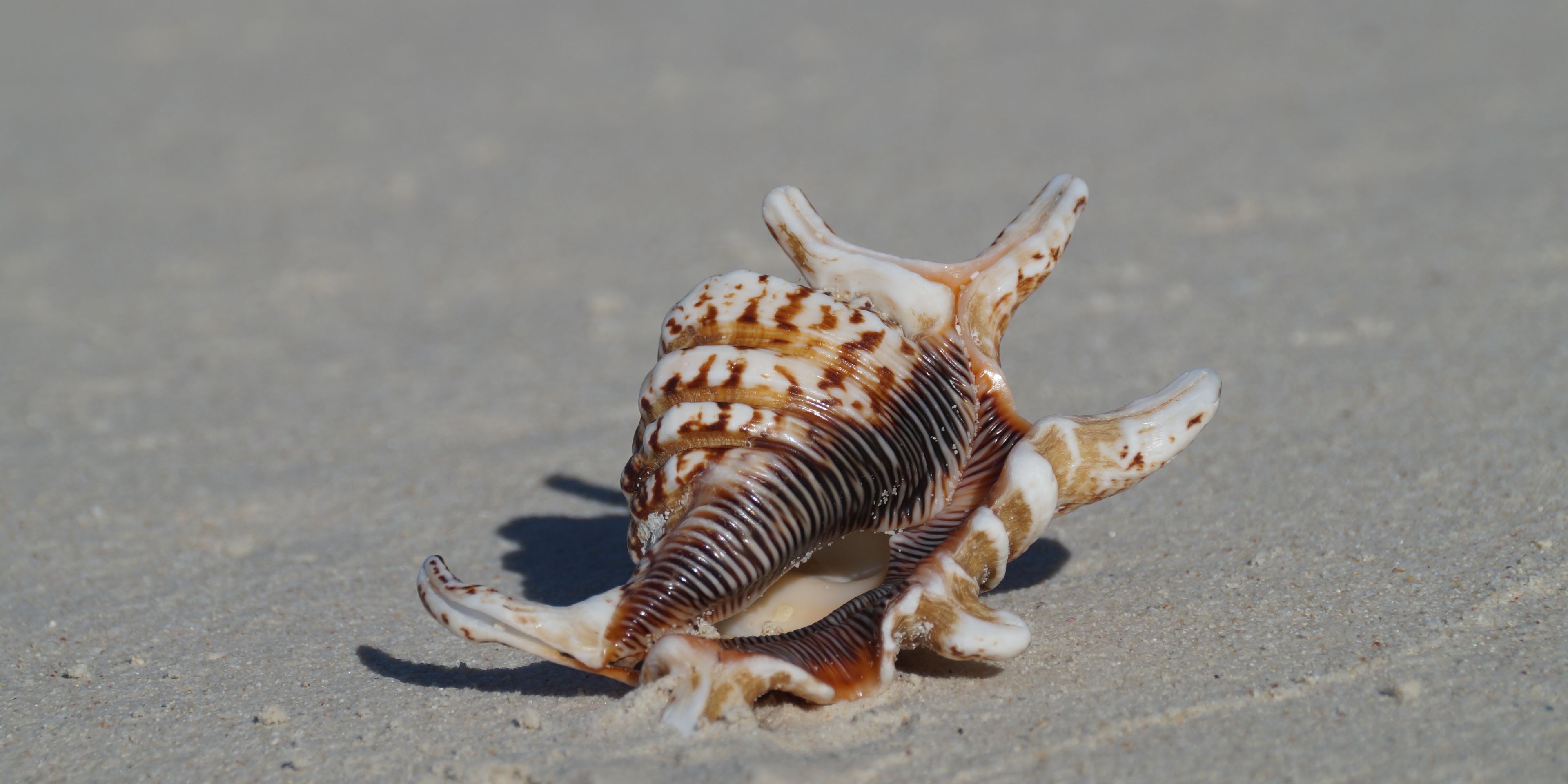 Nahaufnahme einer Muschel am Strand bei einem Naturkurs vor Floridas Kueste