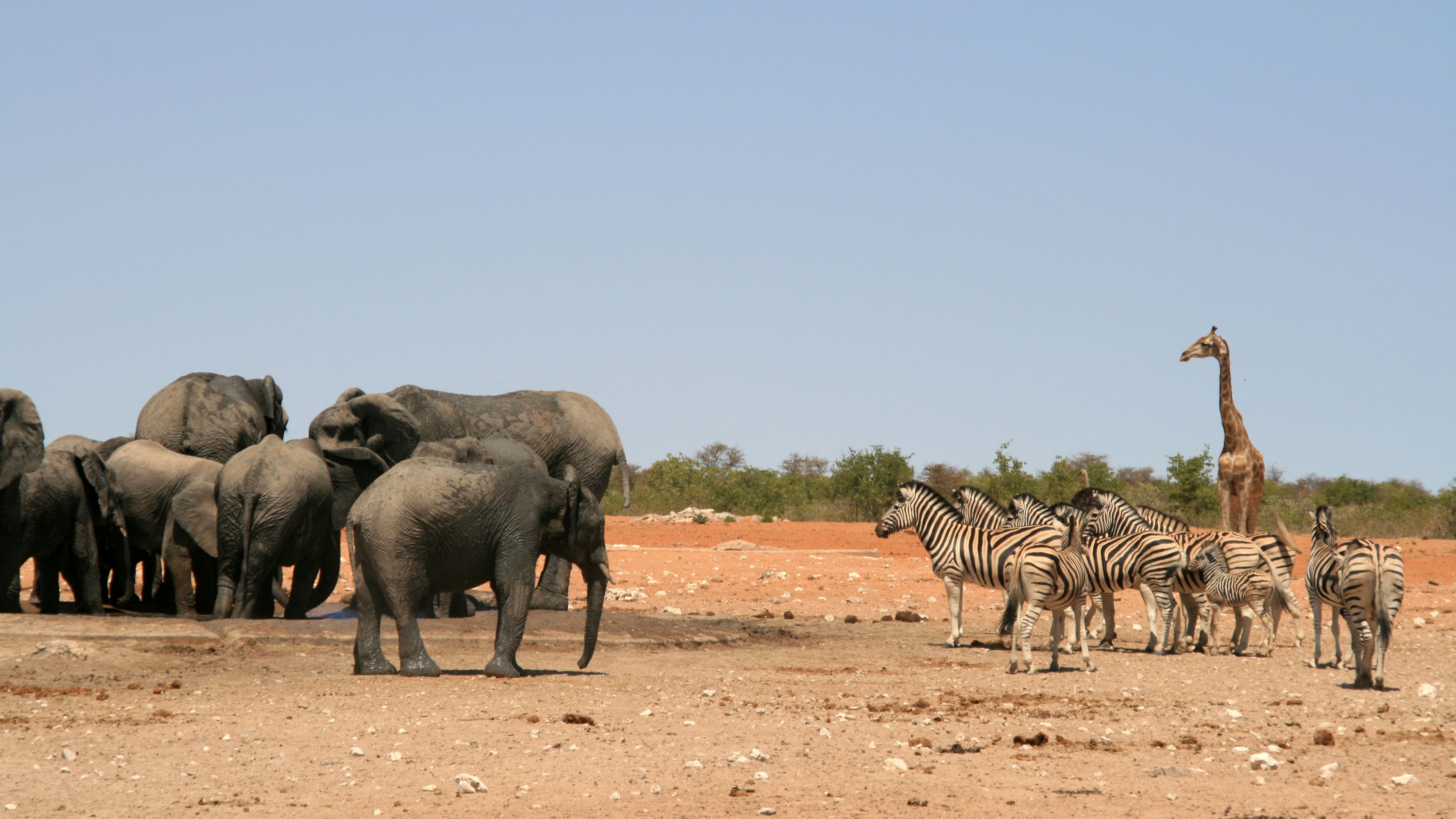 landingpage-safari-namibia-etosha-nationalpark-wildlife-natucate