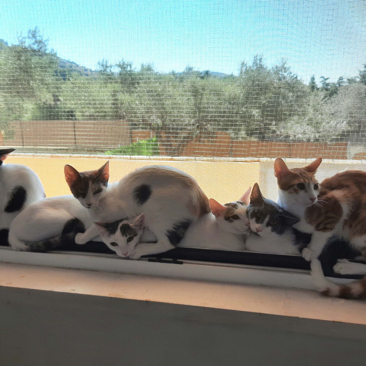 erfahrungsbericht-freiwilligenarbeit-griechenland-tierschutz-caroline-katzen-fenster-natucate