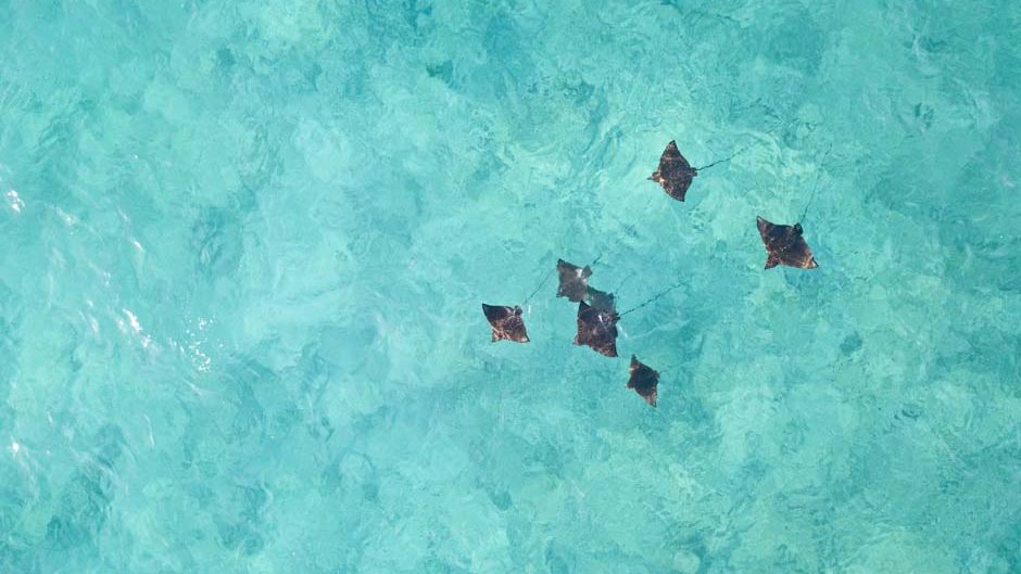 freiwilligenarbeit-seychellen-schildkroeten-artenschutz-natucate-9